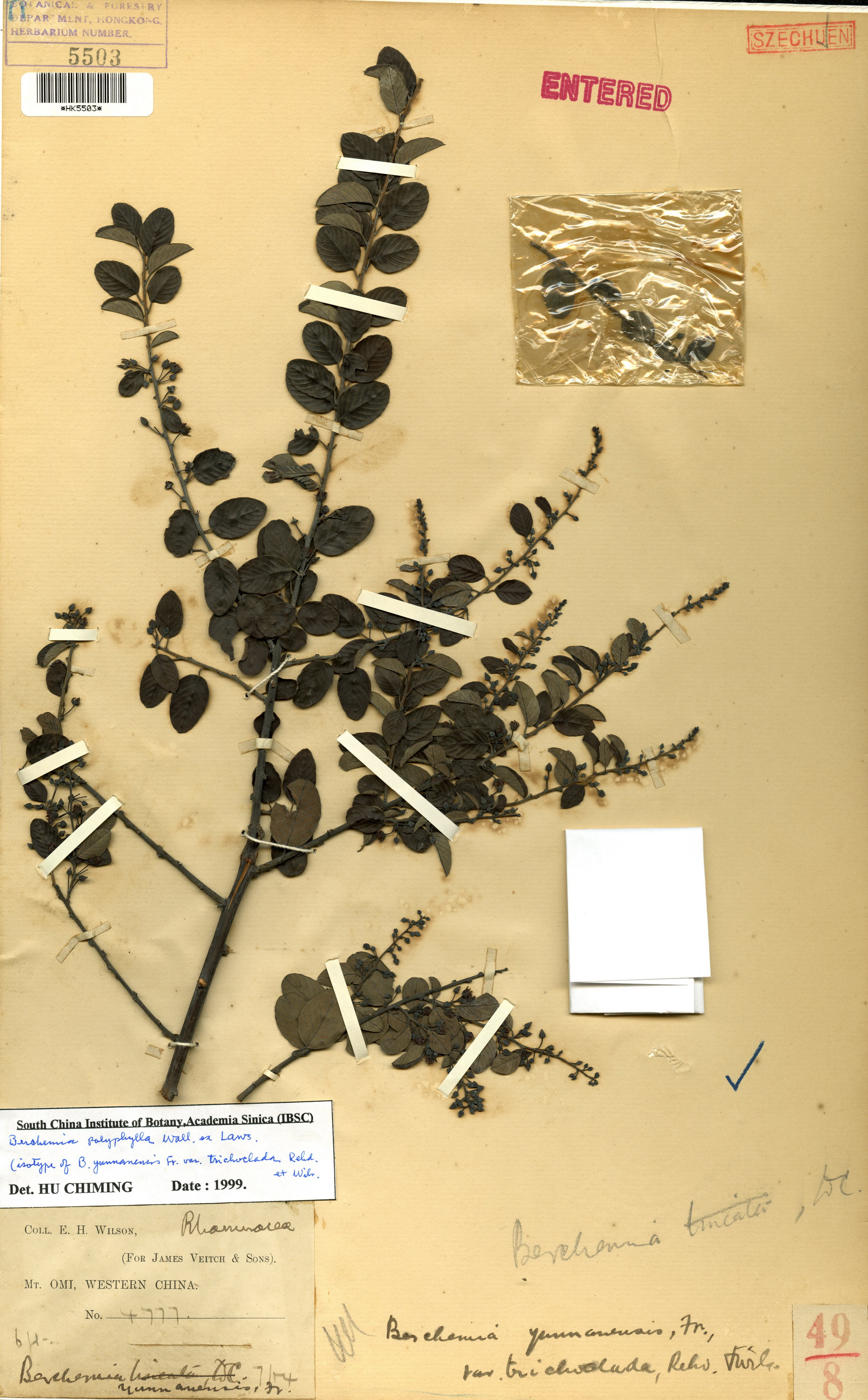  Berchemia polyphylla Wall. ex Lawson